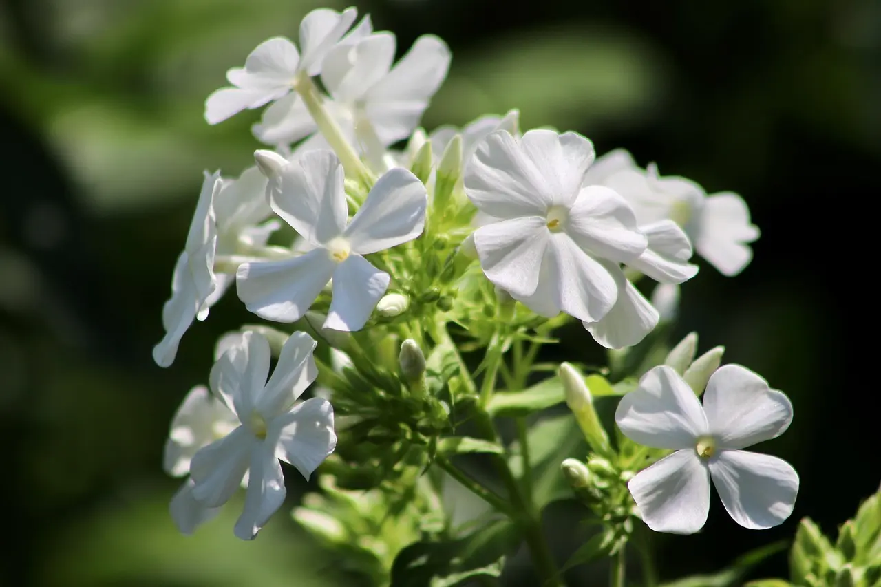 Ordlister til Blomsterstand krydsord