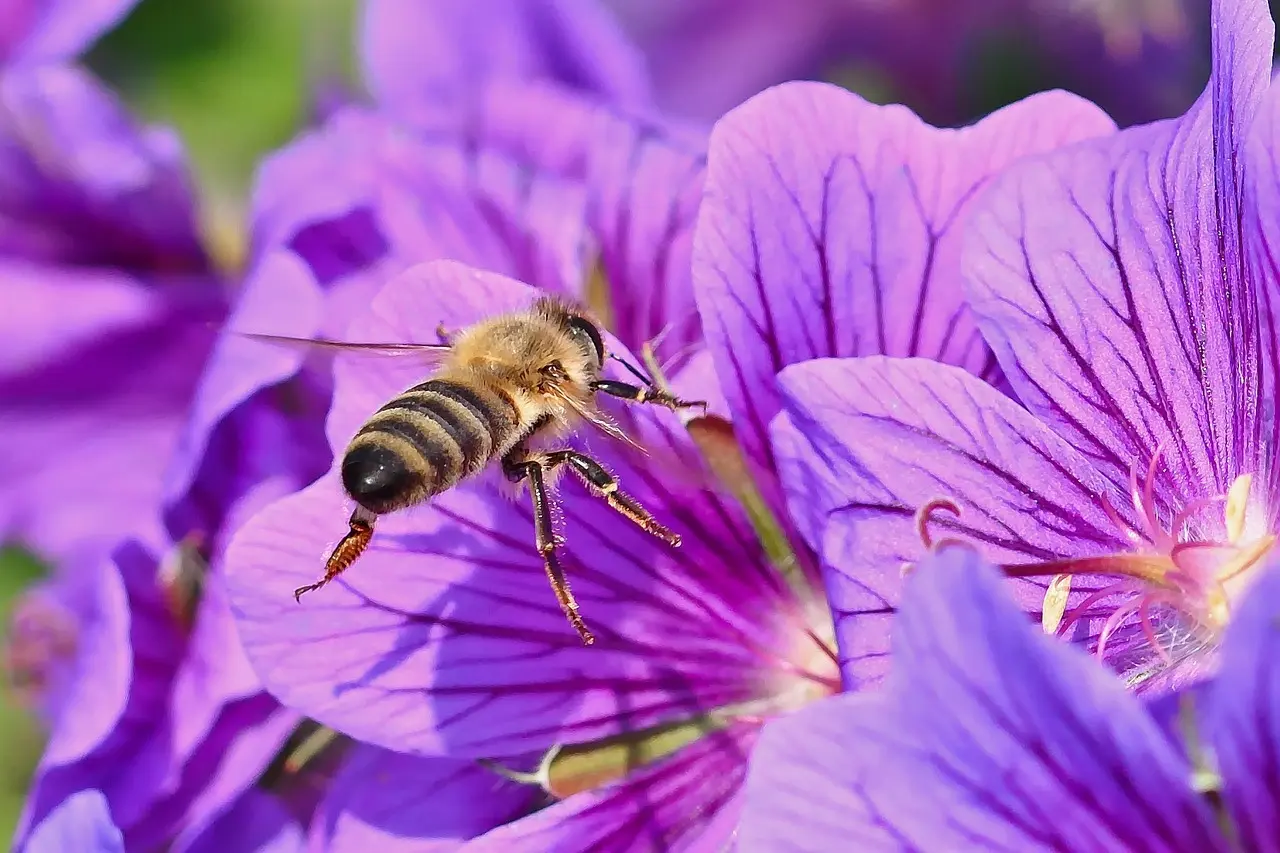 Insekter Krydsord Svar
