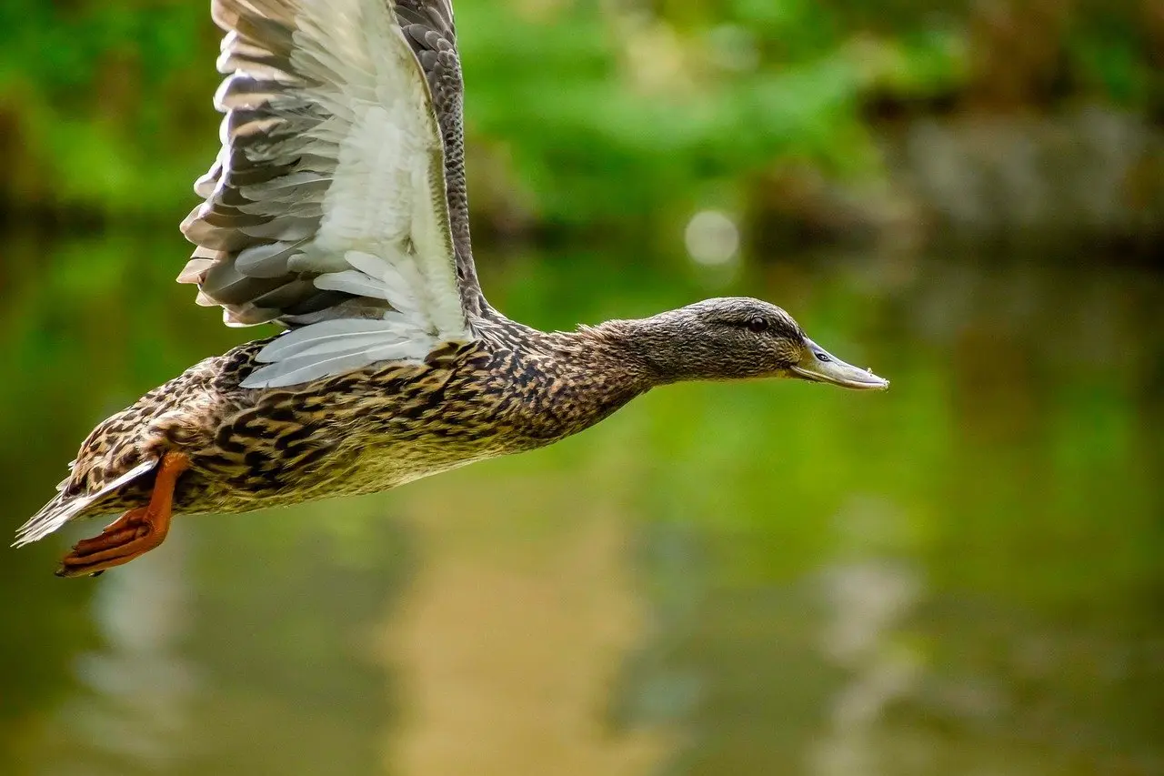 Dele i krydsord ordlister