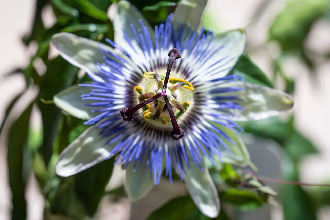 Krydsord Slyngplante Synonymer