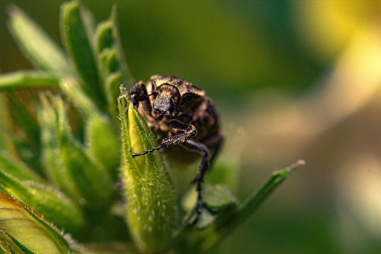 Medvirkende i Blue Beetle