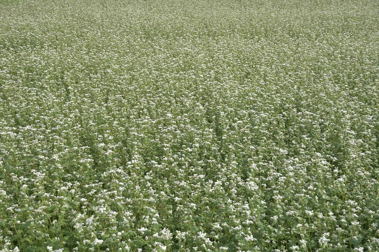 Sådan læser du kulhydratindholdet på asiatiske fødevarer