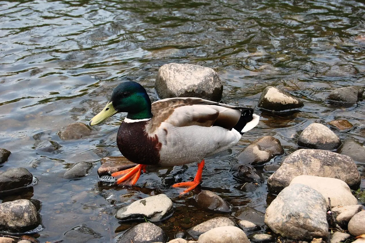 Se løsninger for Pavenavn i Krydsord