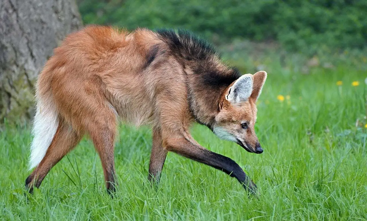 Skal løbere løbe stegringsløb efter rolige ture?