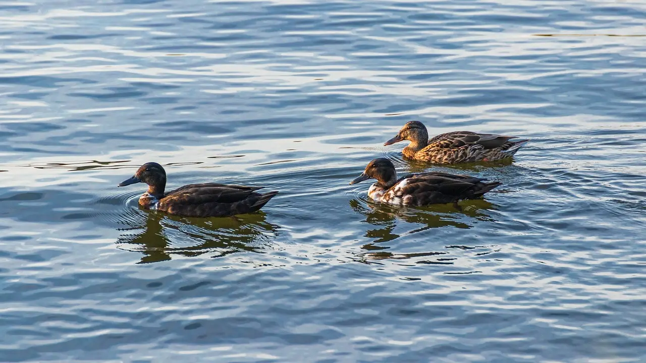 Website Krydsord Guide